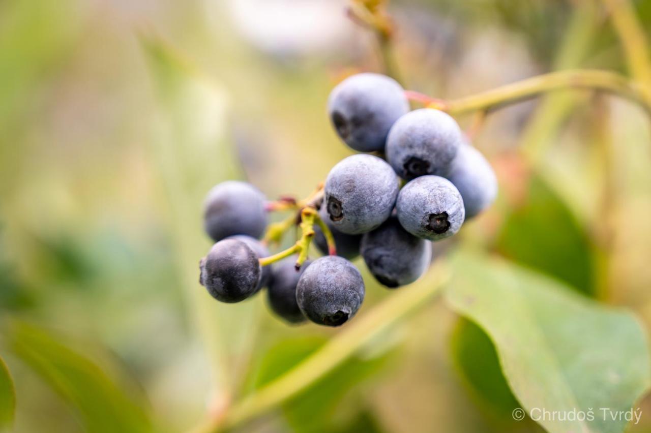 Blueberry Hills On Comleroy Farmstay - Self-Contained Cottages Kurrajong Exterior foto