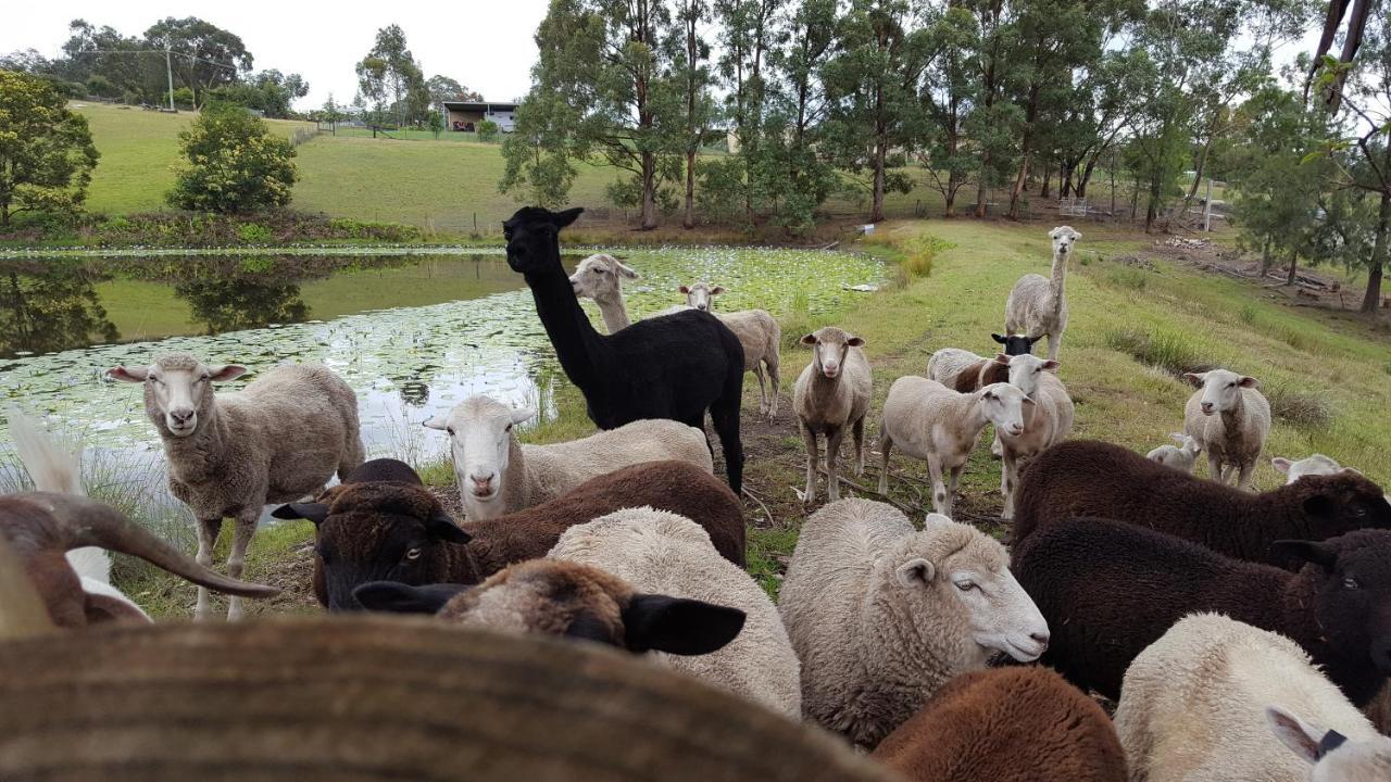 Blueberry Hills On Comleroy Farmstay - Self-Contained Cottages Kurrajong Exterior foto